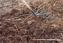 É possível plantar agrofloresta em um solo degradado