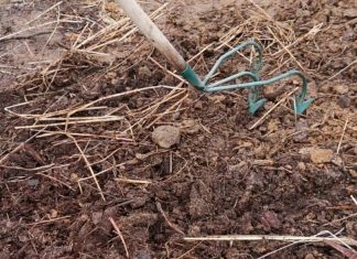 É possível plantar agrofloresta em um solo degradado