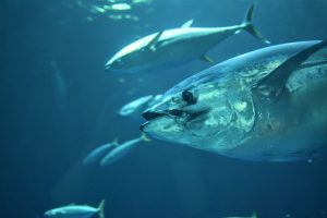reserva marinha portugal atum