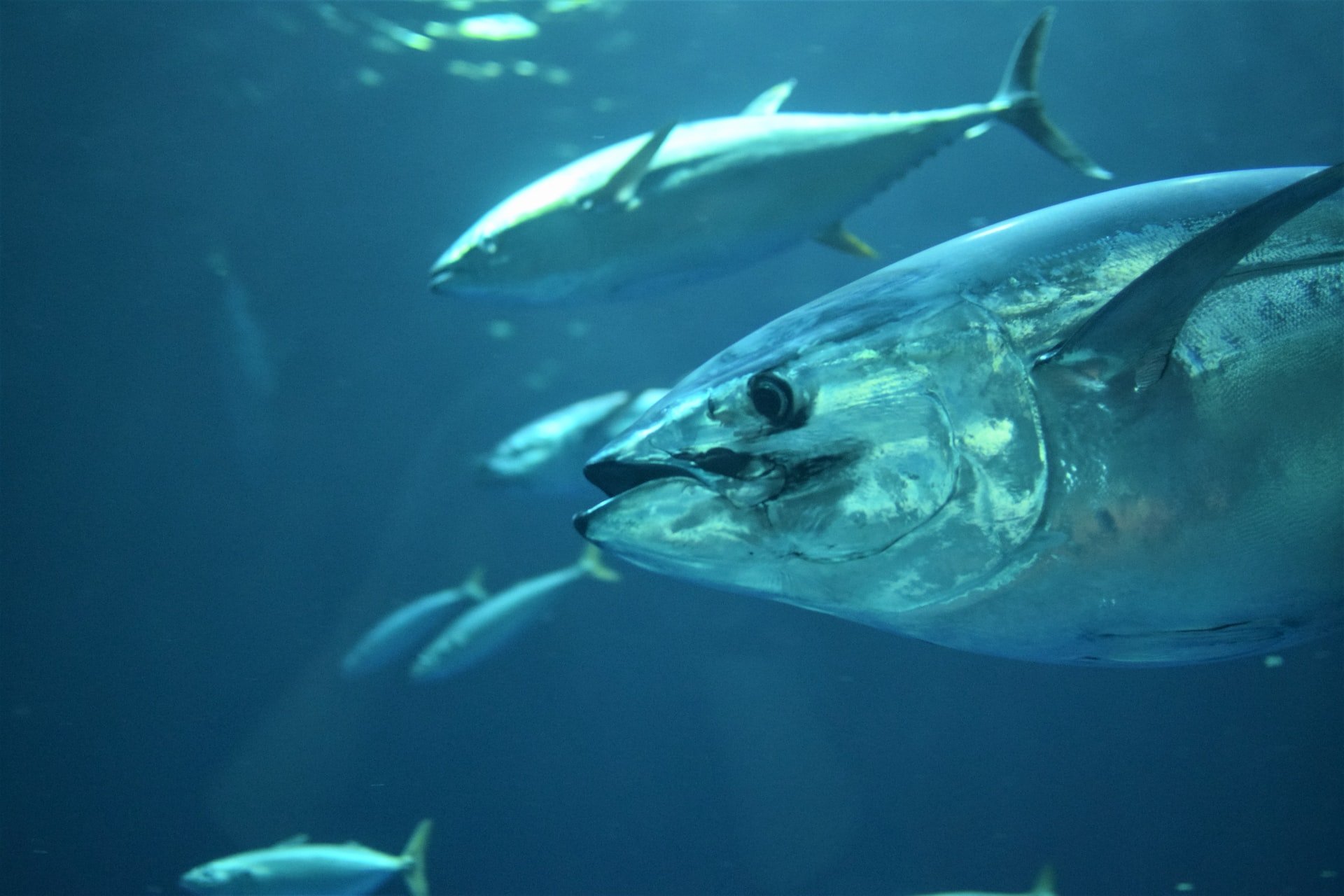 reserva marinha portugal atum