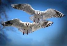 aves migratórias penas claras