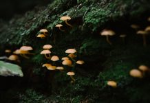 fungos subterraneos