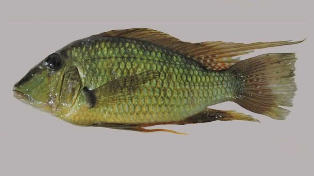 nova espécie de peixe