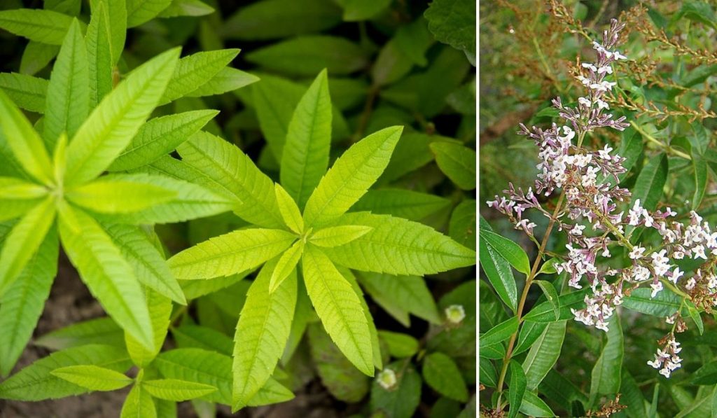 Limonete ou Lúcia-lima (Aloysia citrodora) 7 ervas e temperos que você pode plantar na sombra