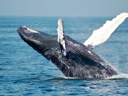 baleias crise climática