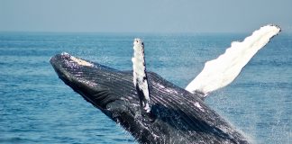 baleias crise climática