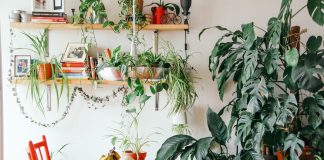 plantas em casa