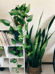 plantas-apartamento-ciclovivo5