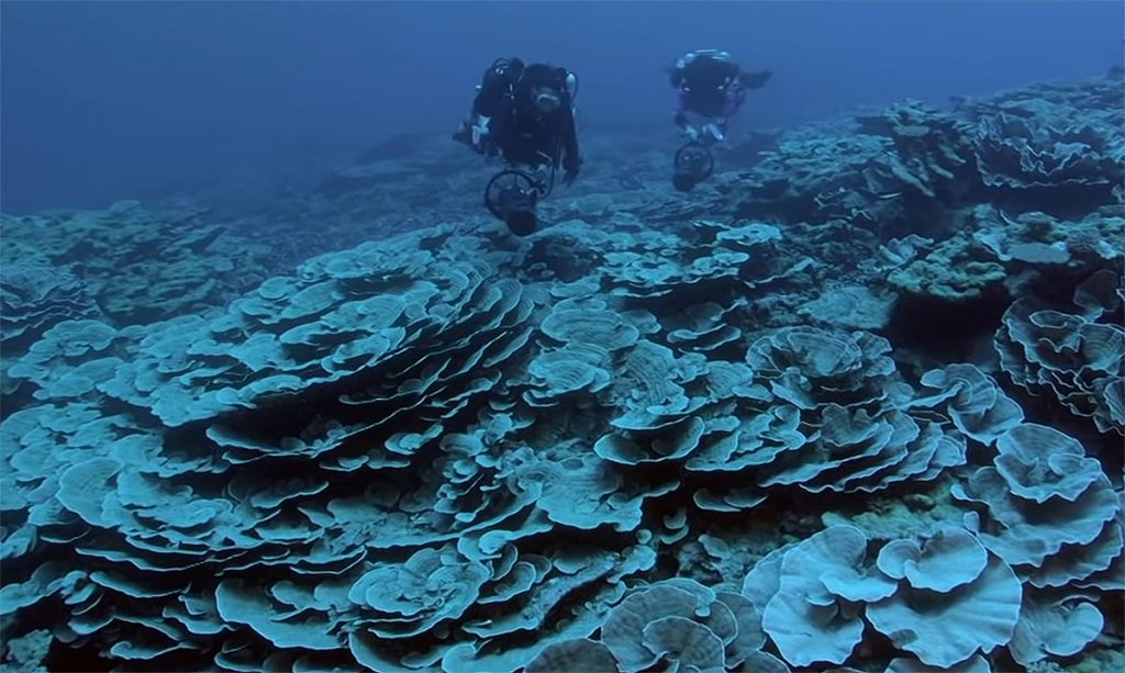 recife Taiti