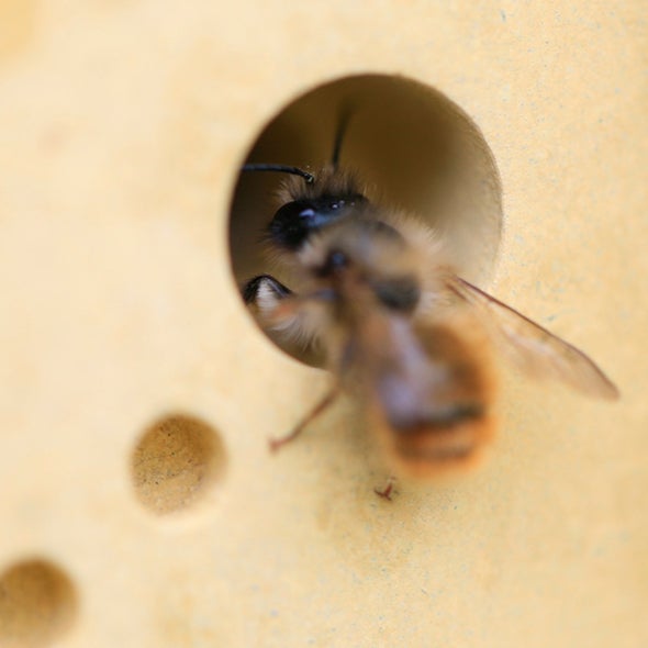 tijolo para abelhas