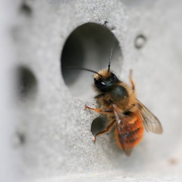 tijolo para abelhas