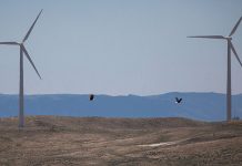 turbinas eólicas pássaros