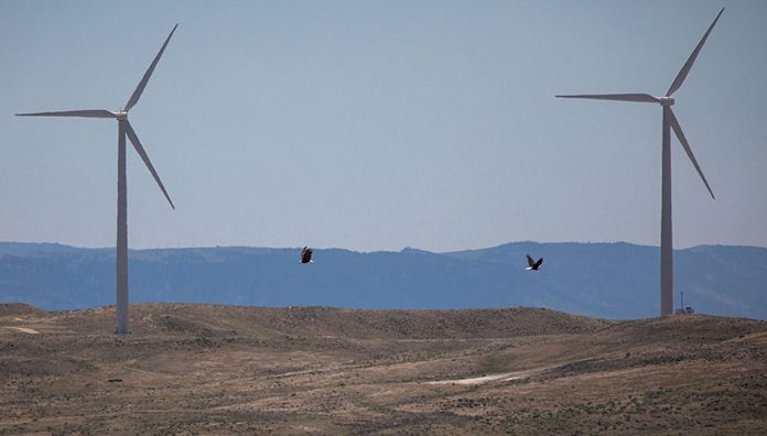 turbinas eólicas pássaros