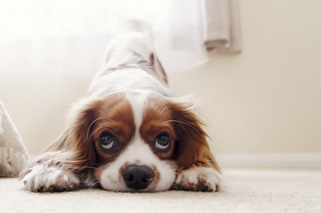 Noruega proíbe criação de Bulldog Inglês e Cavalier Spaniel