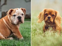 Noruega proíbe criação de Bulldog Inglês e Cavalier Spaniel