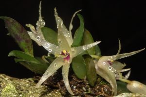 Octomeria orquidea