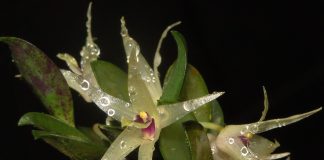 Octomeria orquidea