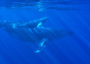 caça baleia Islândia