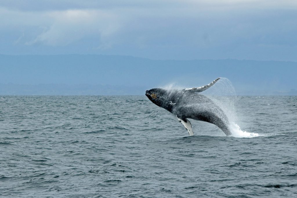 caça baleia Islândia