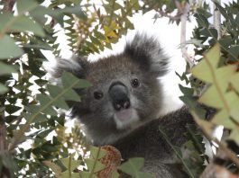coalas extinção