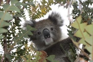 coalas extinção