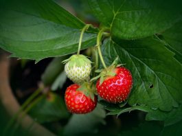 Saiba como plantar morango em casa e cultivá-lo de forma orgânica - fruta