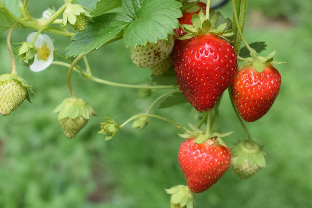 morango