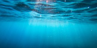 micróbio carbono oceanos