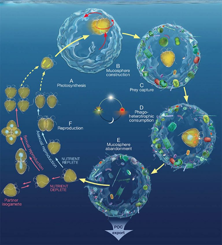 micróbio carbono oceano