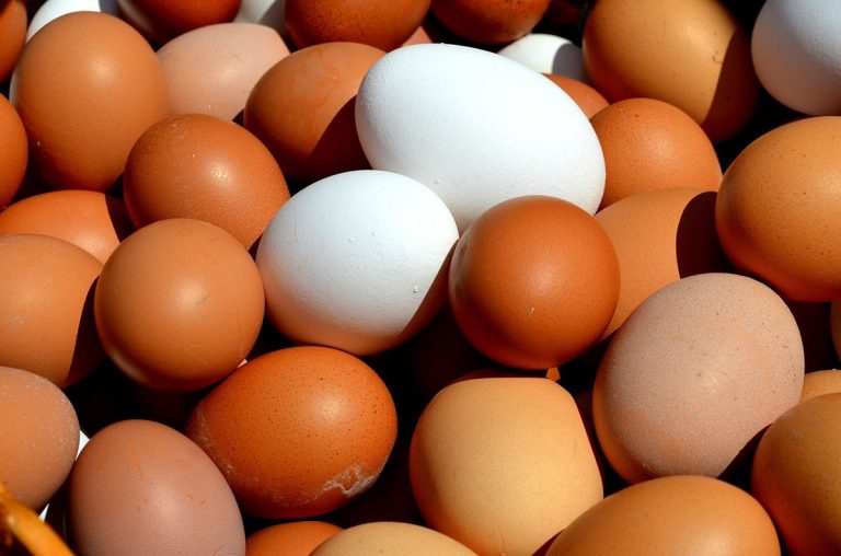 fertilizante cascas de ovo