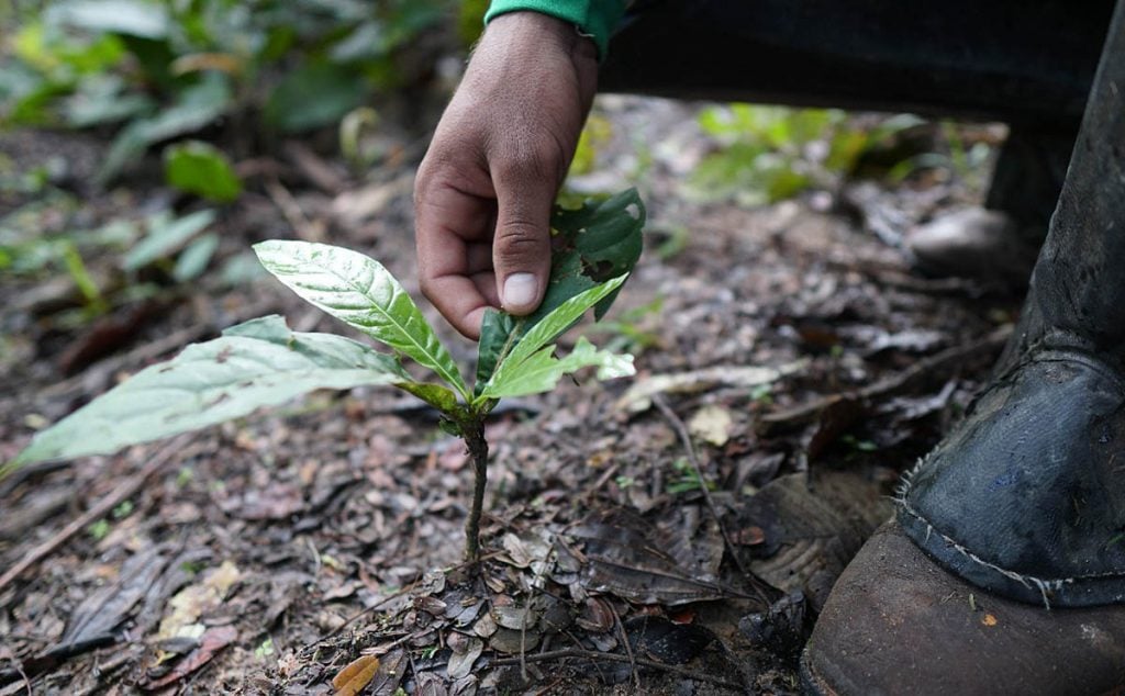 Dia da Árvore: astur destaca roteiro para conhecer a imponência da  floresta
