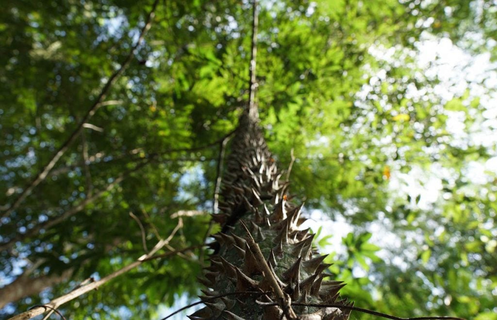 regeneração natural assistida