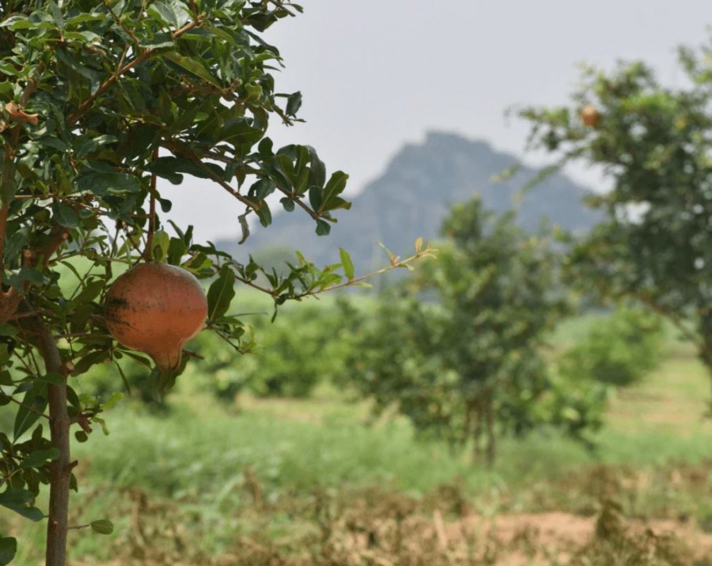 agrofloresta Índia