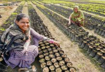 Mulheres plantando árvores frutíferas em viveiro na Índia