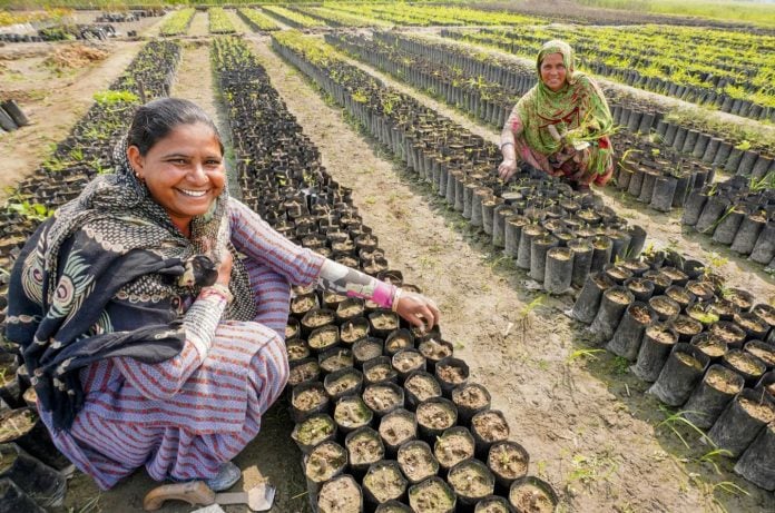 Mulheres plantando árvores frutíferas em viveiro na Índia