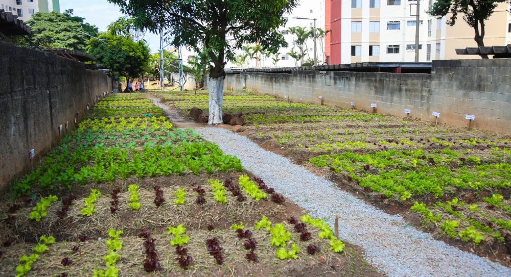 Osasco vai construir 100 hortas urbanas na cidade