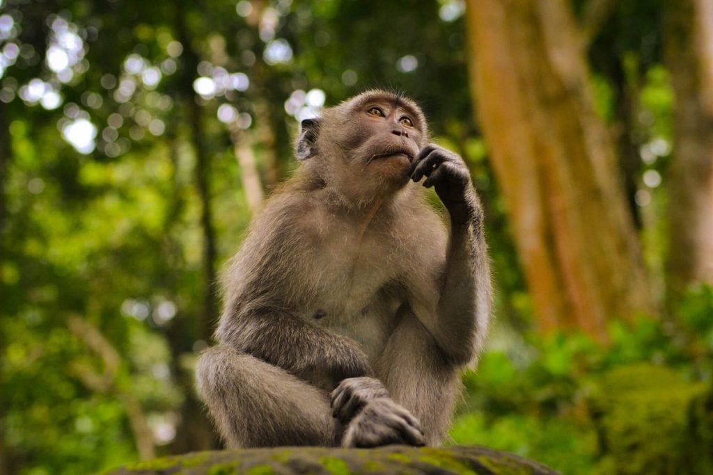 direitos animais selvagens