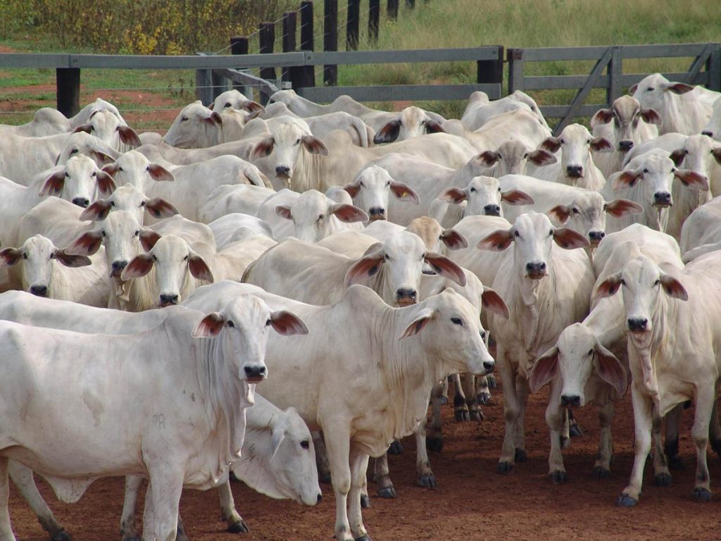 Pecuária e sustentabilidade: novo sistema de monitoramento da origem da carne será implementado no Brasil