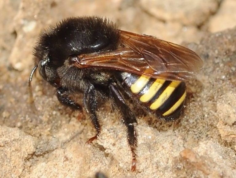 abelhas e mel em são bernardo