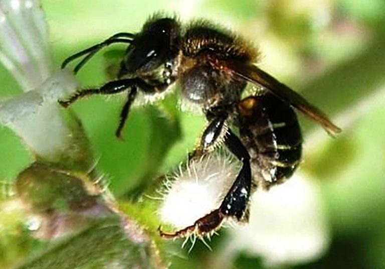 abelhas e mel são bernardo