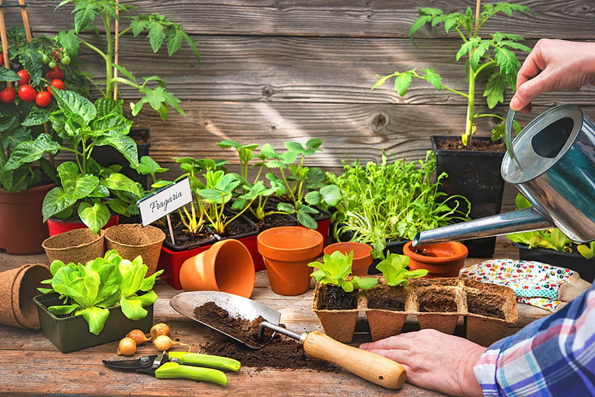 Como escolher as melhores sementes para sua horta doméstica - Take Care  Garden - Dicas e Cuidados para seu Jardim