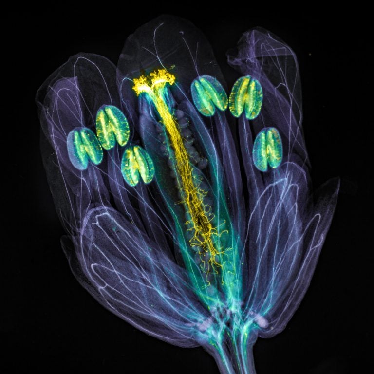 foto mostra uma flor da espécie Arabidopsis thaliana