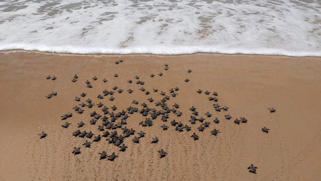 tartarugas marinhas