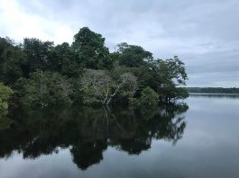 Rio Negro Amazônia