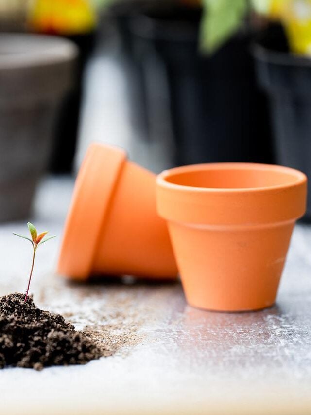 4 plantas que não gostam de vasos de terracota