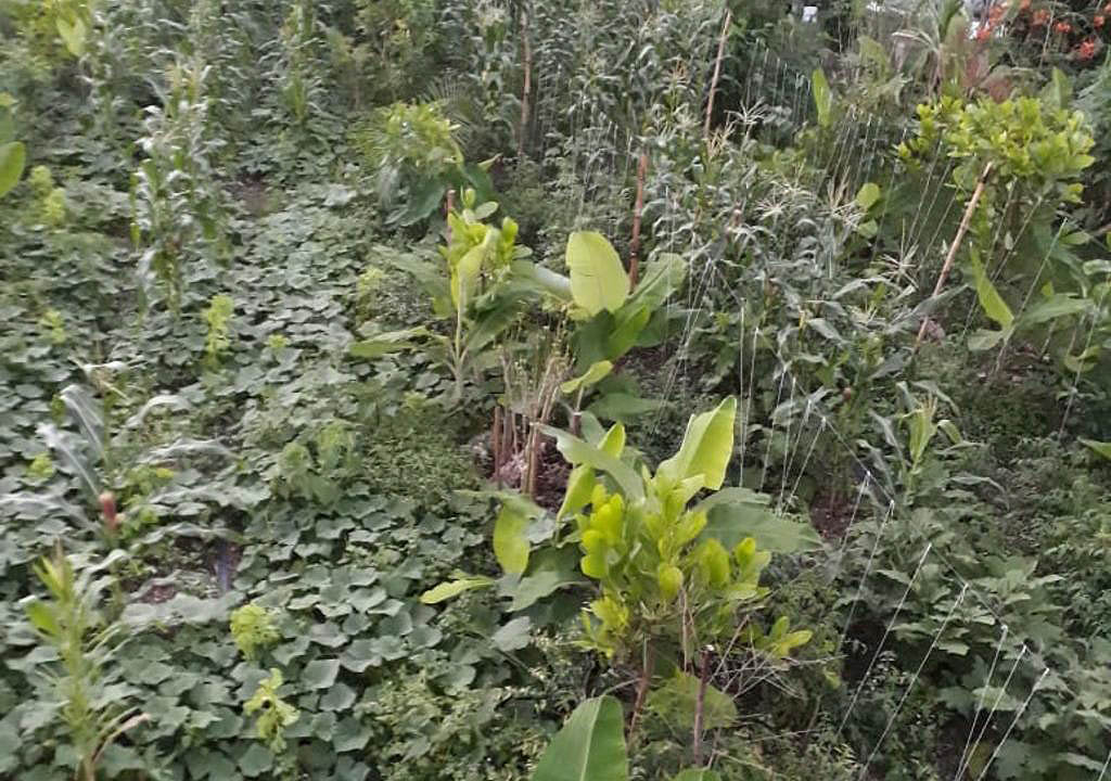 ecovila permacultura