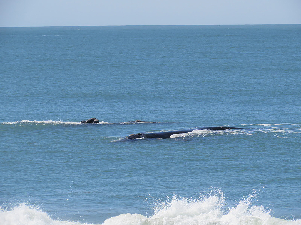 baleias santa catarina
