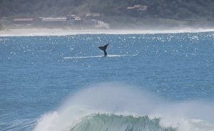 baleias santa catarina
