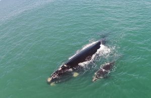 baleias santa catarina
