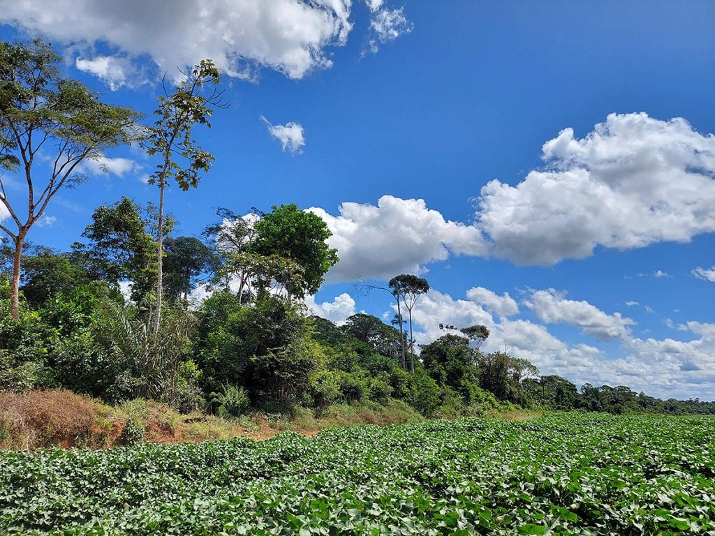 Preservar vegetação nativa gera renda para produtores rurais - CicloVivo